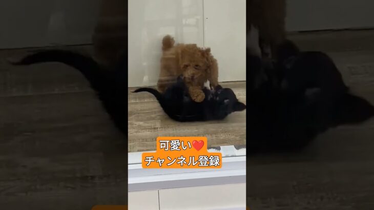 じゃれ合い子犬達可愛い❤