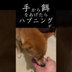 手から餌をあげてたらハプニングが… #豆柴 #犬 #ペット #アニマルエスチャンネル