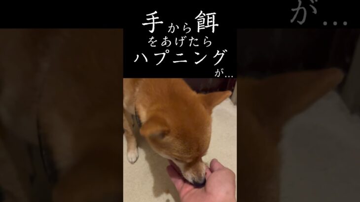 手から餌をあげてたらハプニングが… #豆柴 #犬 #ペット #アニマルエスチャンネル