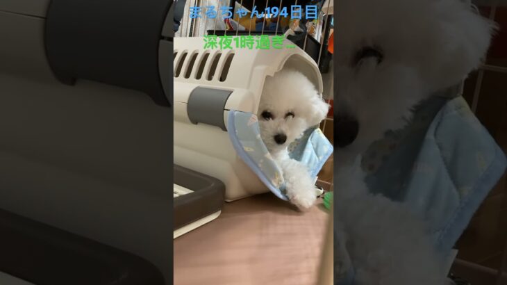 深夜まる様#かわいい犬 #おもしろ動画犬 #ビション