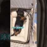 #ミニチュアダックス #ミニチュアダックスフンド #子犬 #かわいい犬