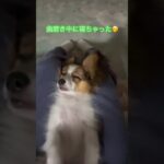 やんちゃ盛り、気持ち良さそう☺️#かわいい子犬 #もふもふ #犬ばか #パピヨン #癒し #小型犬との生活 #おもしろ動画 #いぬ