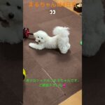 ちょー希少まるちゃんポーズ#かわいい犬 #おもしろ動画犬  #ビション