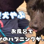 【甲斐犬】やぶ、嫌いなお風呂でまさかのハプニング発生…!!