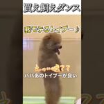 犬のおもしろ動画にツッコミどころ満載なアフレコしてみた＃115【トイプー】【ハプニング映像】#shorts　#アフレコ #面白動画