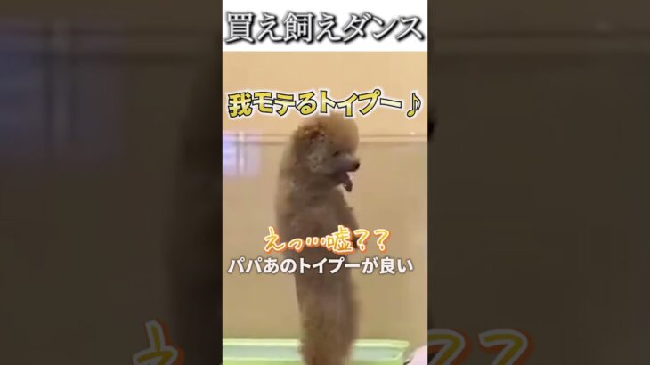 犬のおもしろ動画にツッコミどころ満載なアフレコしてみた＃115【トイプー】【ハプニング映像】#shorts　#アフレコ #面白動画