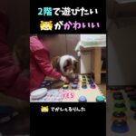 2階で遊びたいシェルティがかわいい【会話ボタンでしゃべる犬】 #shorts