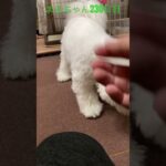 もう230日目だよ#かわいい犬 #ビションフリーゼ #おもしろ動画犬