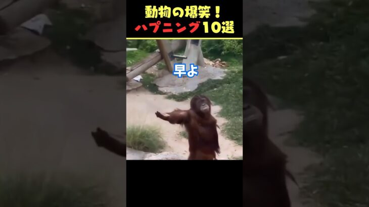 SNSで6.5億回バズった動物ハプニング動画10選!10 Animal Happenings Videos that Got 650 Million Buzz on SNS!#犬#猫#動物#ペット