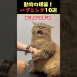 Xで6.7億回バズった動物ハプニング動画10選!10 Animal Happenings Videos That Got 670 Million Buzz on X!#犬 #猫 #動物 #ペット