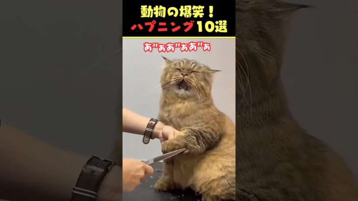 Xで6.7億回バズった動物ハプニング動画10選!10 Animal Happenings Videos That Got 670 Million Buzz on X!#犬 #猫 #動物 #ペット