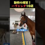 Xで9.7億回バズった動物ハプニング動画10選!10 Animal Happenings Videos That Got 970 Million Buzz on X!#犬 #猫 #ペット #動物