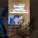 #マルプー #まるぷー #dog #成長記録 #犬のいる生活 #パピー #癒し #生旅