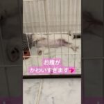 ぽてぽてのお腹がかわいいペキニーズの子犬#dog #pekingese #puppy