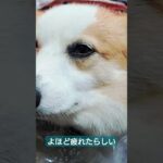 疲れてバギーで寝ちゃった#dog #コーギー #コーギー犬 #かわいい #shorts