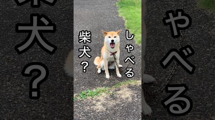 柴犬コロ しゃべる犬 歌う犬😂 #柴犬コロ #しゃべる犬 #歌う犬 #おもしろ #funny #dog #cute #shibainu