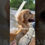 #ゴールデンレトリーバー#gotcha #goldenretriever #大型犬 #癒し #ショードッグ