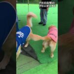 感動！お母さんとの再会 #shorts  #ゴールデンレトリバー #大型犬 #かわいい