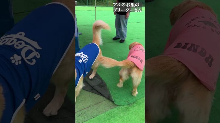 感動！お母さんとの再会 #shorts  #ゴールデンレトリバー #大型犬 #かわいい