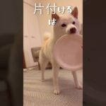 お片付けできます #犬 #癒し #かわいい#柴犬 #shorts #おすすめ #片付け