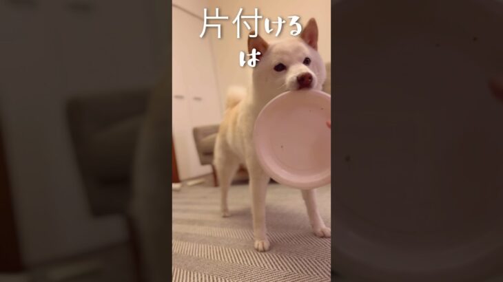 お片付けできます #犬 #癒し #かわいい#柴犬 #shorts #おすすめ #片付け