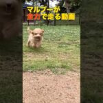 子犬が走る動画。#マルプー　#shorts   #ミックス犬　#かわいい犬  #いぬのいる生活