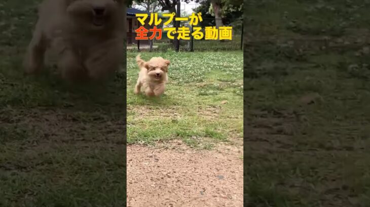 子犬が走る動画。#マルプー　#shorts   #ミックス犬　#かわいい犬  #いぬのいる生活