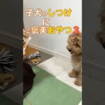 子犬のしつけにおやつ。#マルプー　#shorts  #ミックス犬　#かわいい犬  #しつけ