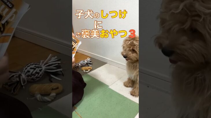 子犬のしつけにおやつ。#マルプー　#shorts  #ミックス犬　#かわいい犬  #しつけ