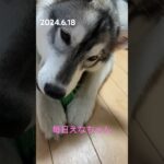 ドアップえなちゃん！ #siberian #dog #癒し #シベリアンハスキー #husky #かわいい #愛犬 #犬のいる暮らし