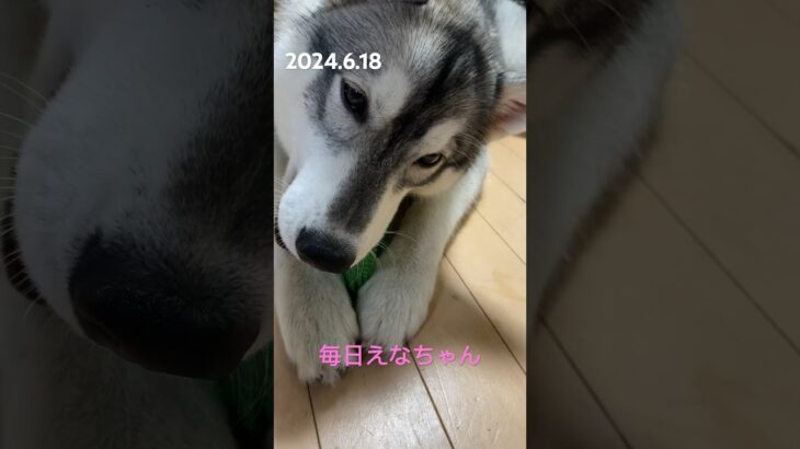 ドアップえなちゃん！ #siberian #dog #癒し #シベリアンハスキー #husky #かわいい #愛犬 #犬のいる暮らし