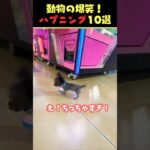 tiktokで6.2億回バズった動物ハプニング動画10選!10 Animal Happenings Videos that Got 610 Million Buzz on TikTok!#犬#猫#動物