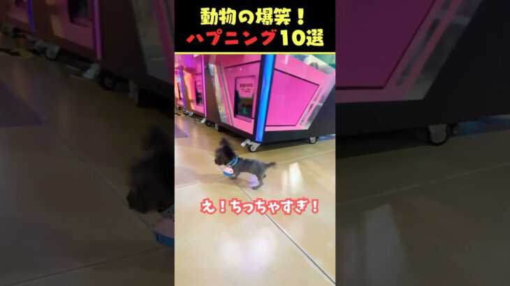 tiktokで6.2億回バズった動物ハプニング動画10選!10 Animal Happenings Videos that Got 610 Million Buzz on TikTok!#犬#猫#動物