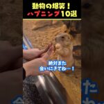 tiktokで6.2億回バズった動物ハプニング動画10選!10 Animal Happenings Videos that Got 620 Million Buzz on TikTok!#犬 #猫