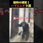 tiktokで7.9億回バズった動物ハプニング動画9選!9 Animal Happenings Videos that Got 790 Million Buzz on TikTok! #犬 #猫#動物