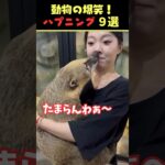 tiktokで9.7億回バズった動物ハプニング動画9選!9 Animal Happenings Videos That Got 970 Million Buzz on TikTok!#犬 #猫 #動物