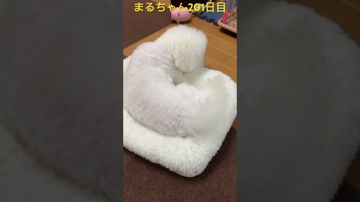 まるちゃんの寝るところに変化？#かわいい犬 #おもしろ動画犬 #ビジョンフリーゼ