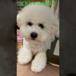 可愛いまるさんです。#かわいい犬 #おもしろ動画犬 #ビジョンフリーゼ