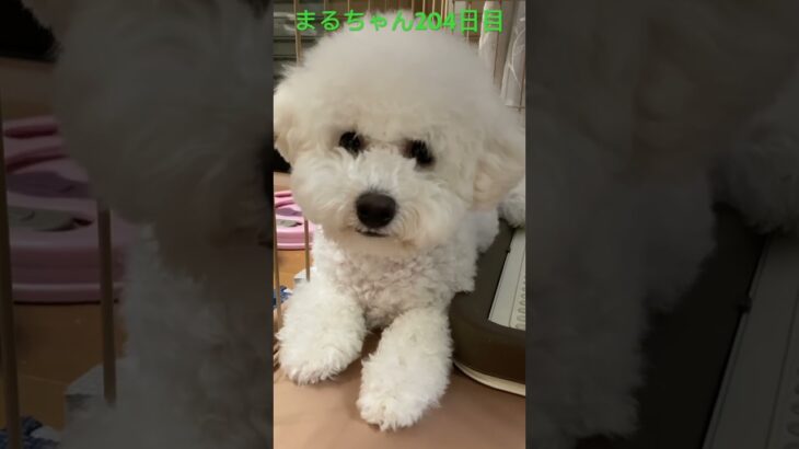 可愛いまるさんです。#かわいい犬 #おもしろ動画犬 #ビジョンフリーゼ