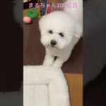 ノリノリまるちゃん#かわいい犬 #おもしろ動画犬 #ビジョンフリーゼ