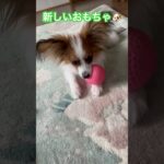 男の子だけど、ピンク似合う🤭#かわいい子犬 #癒し #子犬のいる暮らし #パピヨン#犬のおもちゃ