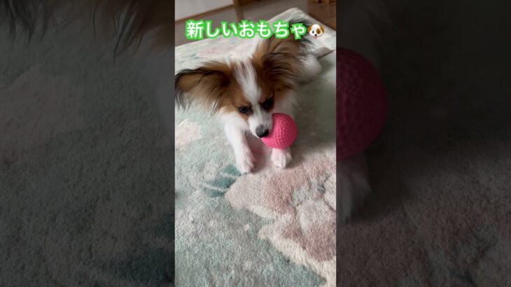 男の子だけど、ピンク似合う🤭#かわいい子犬 #癒し #子犬のいる暮らし #パピヨン#犬のおもちゃ