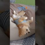 #癒し #チワワ#犬のいる生活 #夏