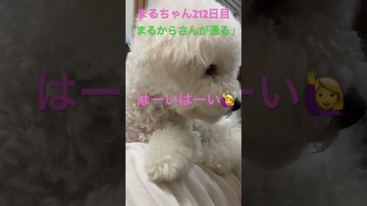 まるからさんが通る#かわいい犬 #おもしろ動画犬 #ビションフリーゼ