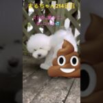 まるちゃんくん活からの…#かわいい犬 #ビションフリーゼ #おもしろ動画犬