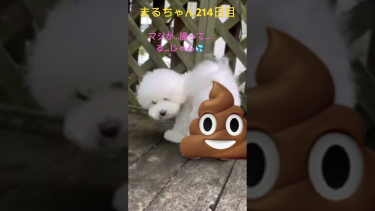 まるちゃんくん活からの…#かわいい犬 #ビションフリーゼ #おもしろ動画犬