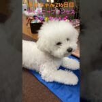 短編ディズニープリンセスまるちゃん💕#かわいい犬 #ビションフリーゼ #おもしろ動画犬