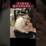 ココちゃんお手てグルグル　#ポメ #犬 #癒し #ぽめすたぐらむ