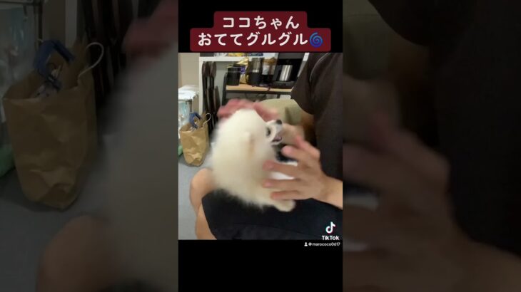 ココちゃんお手てグルグル　#ポメ #犬 #癒し #ぽめすたぐらむ