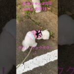 お散歩練習中#かわいい犬 #ビションフリーゼ #おもしろ動画犬